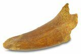 Cretaceous Fossil Crocodylomorph Tooth - Morocco #292229-1